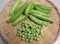 なにわの伝統野菜：碓井豌豆
